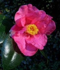 Camellia x williamsii - Flower - Click to enlarge!